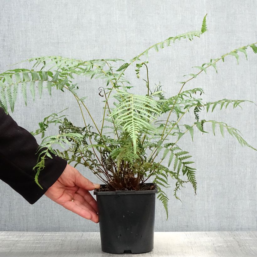 Dicksonia antarctica - Tree Fern 2L/3L pot sample as delivered in spring