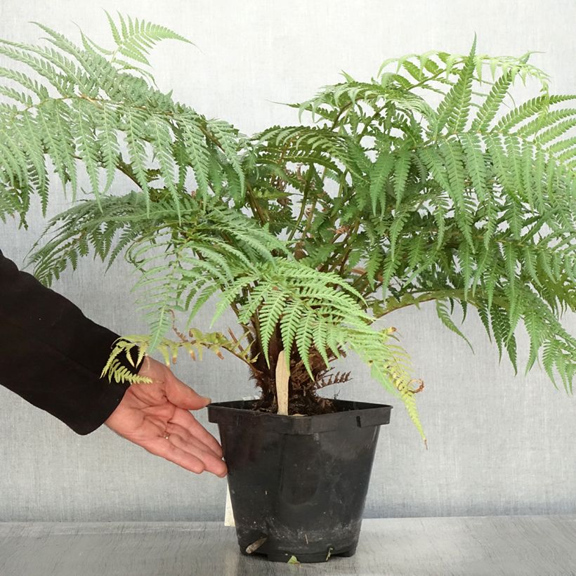 Dicksonia fibrosa - New Zealand Tree Fern 3L/4L pot sample as delivered in autumn