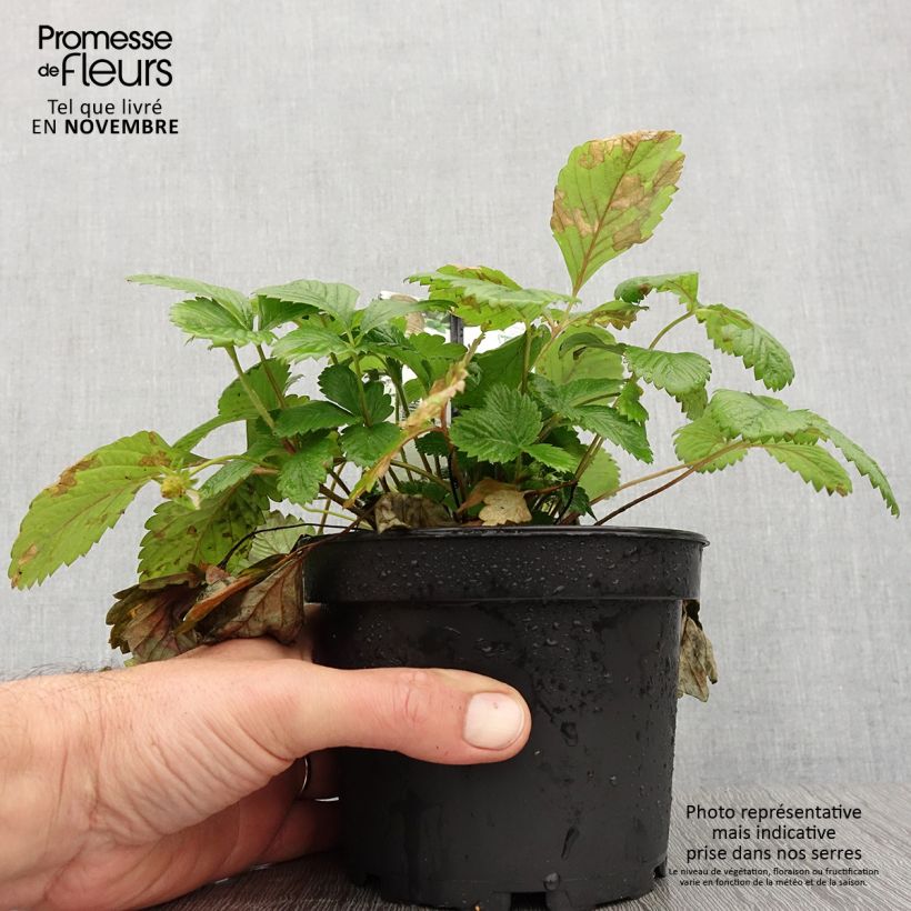 Wild Strawberry Yellow Wonder - Fragaria vesca 1.5L/2L pot sample as delivered in autumn
