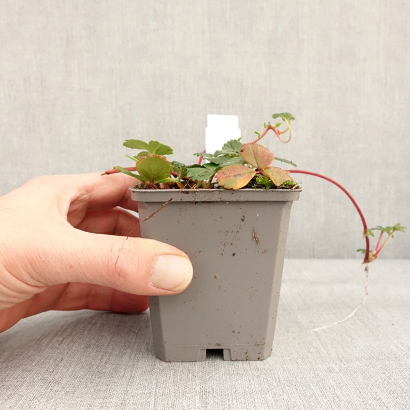 Fragaria chiloensis 8/9 cm pot sample as delivered in winter