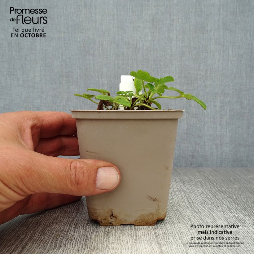 Fragaria rubicolia Mont Omei 8/9 cm pot sample as delivered in autumn