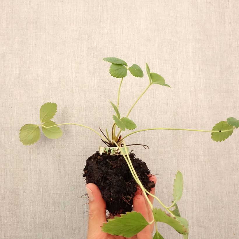Organic Strawberry Anaïs (everbearing)  - Fragaria ananassa Root ball 5cm x 7cm sample as delivered in autumn