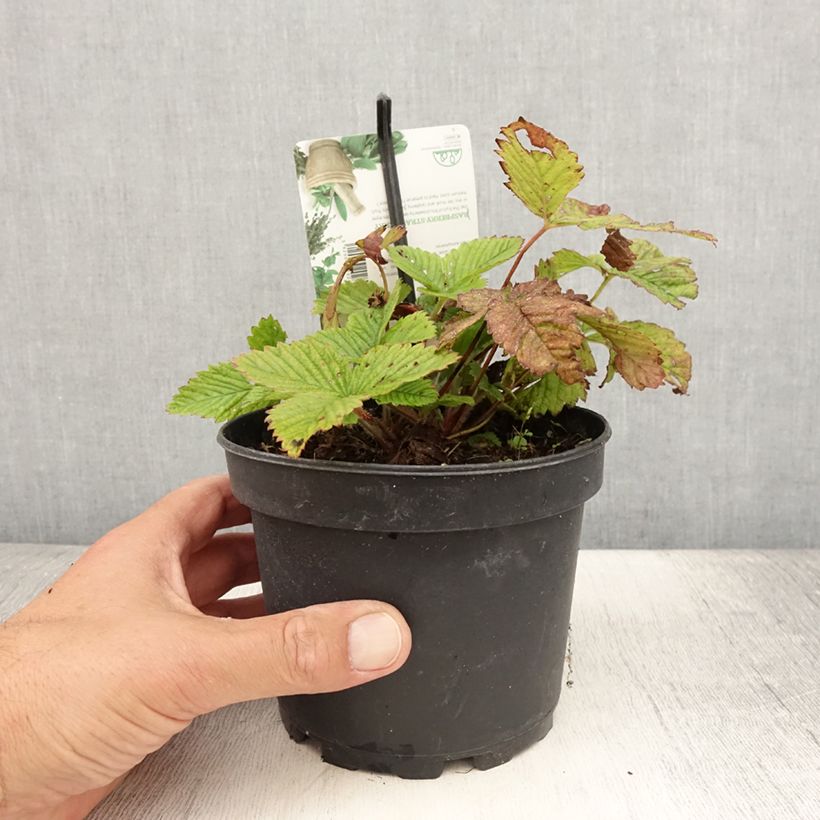 Capron Strawberry - Fragaria moschata 1.5L/2L pot sample as delivered in summer