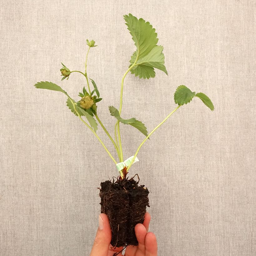 Fragaria ananassa Charlotte Root ball 5cm x 7cm sample as delivered in autumn