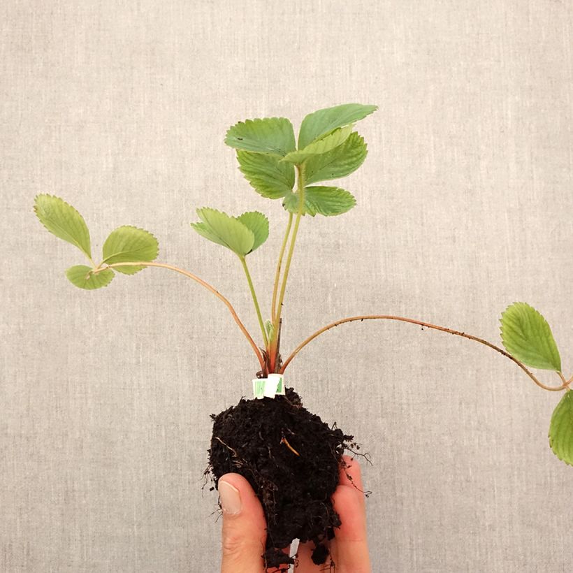 Organic Strawberry Ciflorette - Fragaria ananassa Root ball 5cm x 7cm sample as delivered in autumn