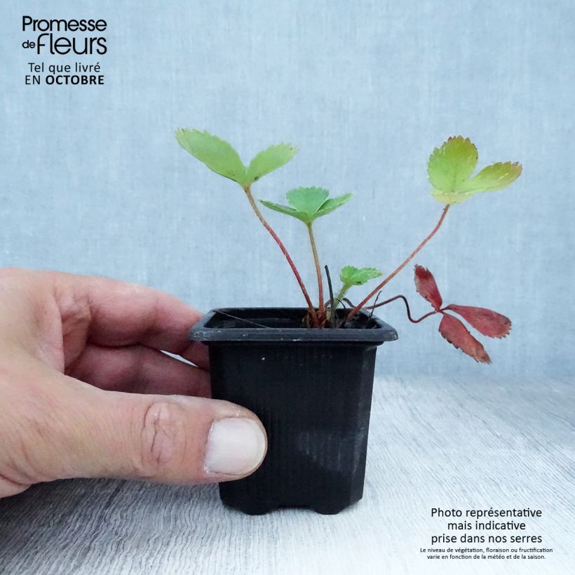 Strawberry Ciflorette - Fragaria ananassa 7/8 cm pot sample as delivered in autumn