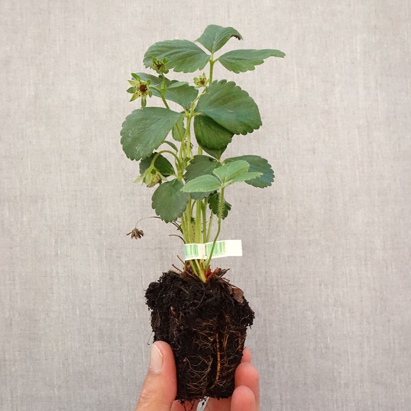 Strawberry Cijosée - Fragaria ananassa Root ball 5cm x 7cm sample as delivered in autumn