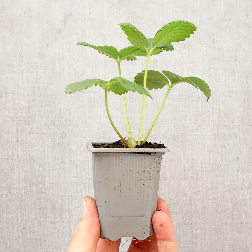 Strawberry Cijosée (everbearing) - Fragaria ananassa Root ball 4cm x 4.5cm sample as delivered in spring