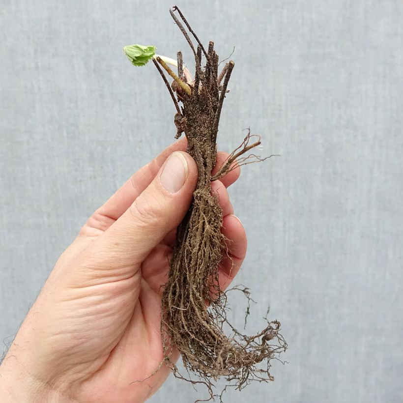 Strawberry Cirano - Fragaria Bare root sample as delivered in winter