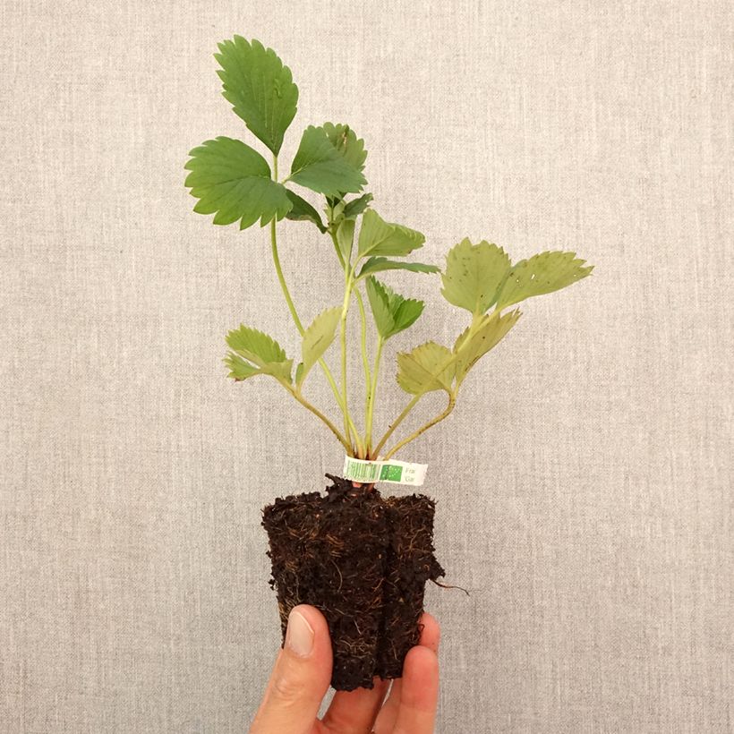 Organic Strawberry Gariguette - Fragaria ananassa Root ball 5cm x 7cm sample as delivered in autumn
