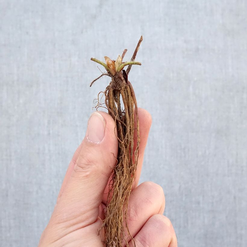 Strawberry Gento (everbearing) - Fragaria ananassa Bare root sample as delivered in winter
