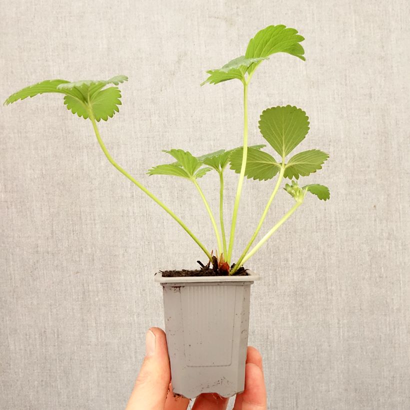 Strawberry Gorella - Fragaria Root ball 4cm x 4.5cm sample as delivered in spring