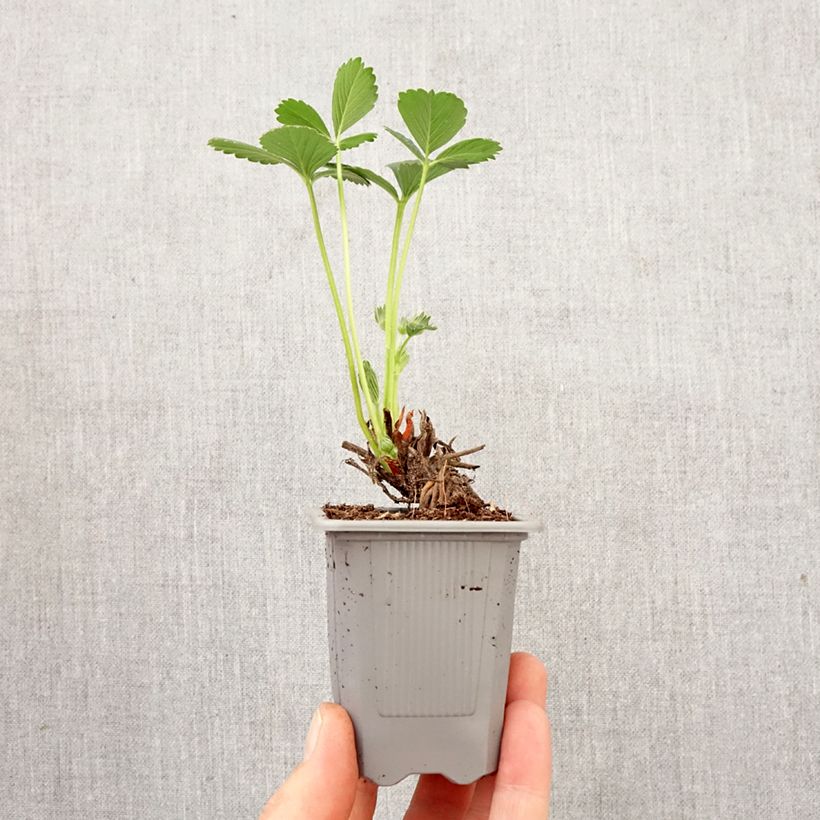 Strawberry Maestro - Fragaria ananassa Root ball 4cm x 4.5cm sample as delivered in spring