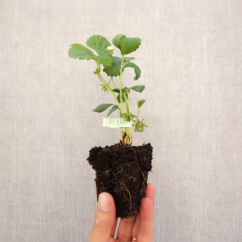 Wild Strawberry Mara des Bois plants (everbearing) - Fragaria vesca Root ball 5cm x 7cm sample as delivered in autumn