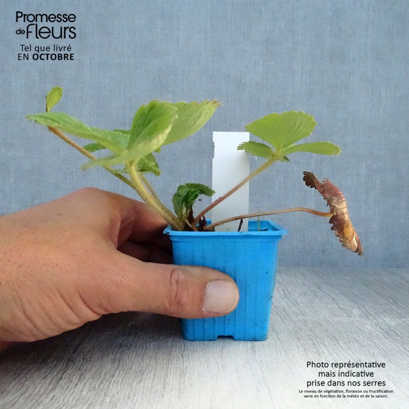 Strawberry Mariguette plants (everbearing) - Fragaria ananassa 7/8 cm pot sample as delivered in autumn