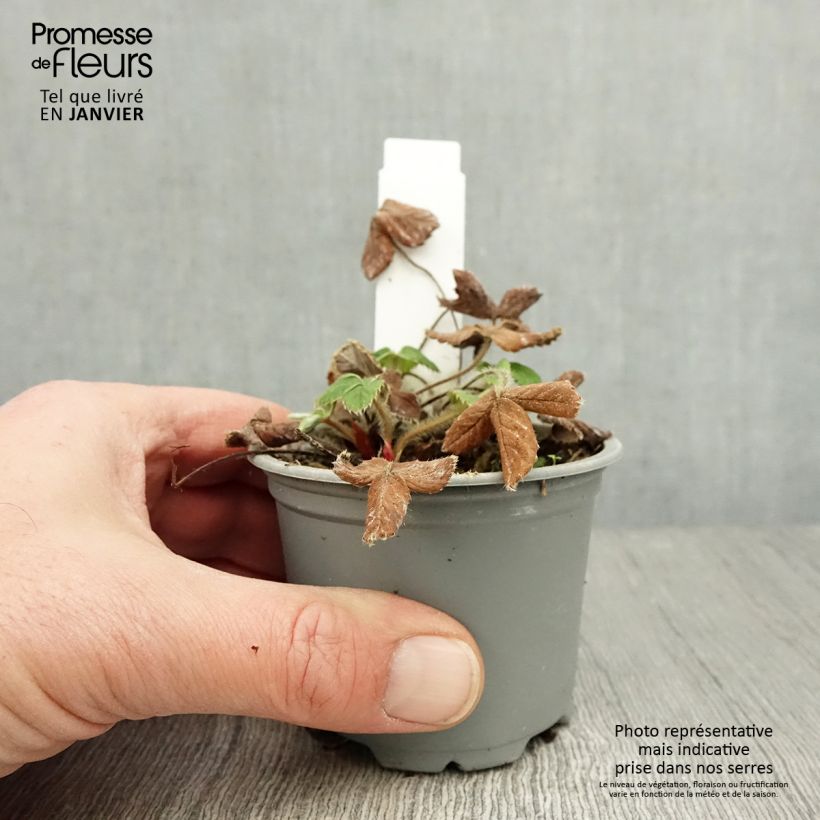 Strawberry Ostara (everbearing) - Fragaria ananassa 7/8 cm pot sample as delivered in winter