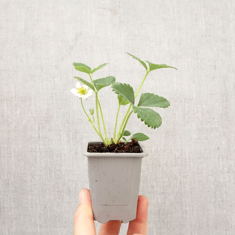 Strawberry Ostara (everbearing) - Fragaria ananassa Root ball 4cm x 4.5cm sample as delivered in spring