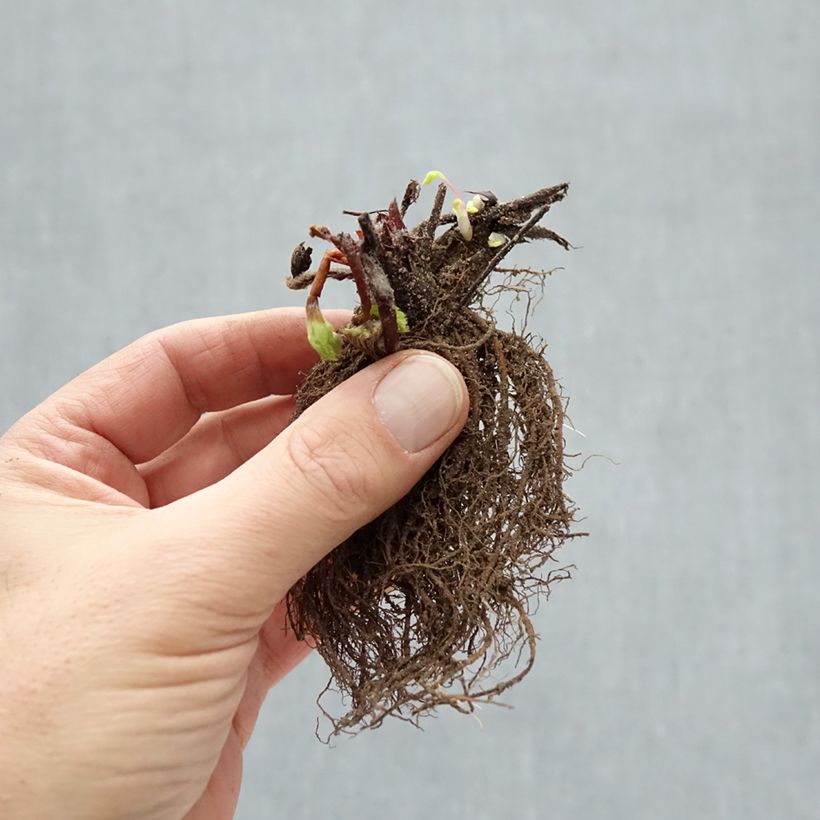 Strawberry Ostara (everbearing) - Fragaria ananassa Bare root sample as delivered in winter