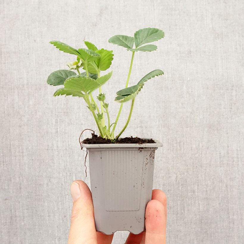 Strawberry Rabunda (everbearing) - Fragaria ananassa Root ball 4cm x 4.5cm sample as delivered in spring