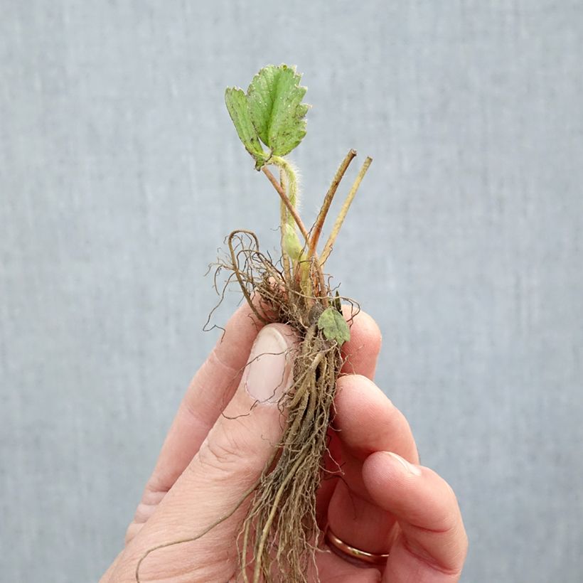 Example of Strawberry Rabunda (everbearing) - Fragaria ananassa Bare root as you get in hiver