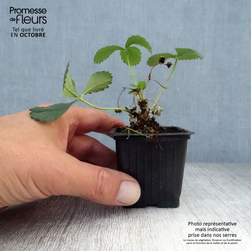Strawberry Maestro - Fragaria ananassa 7/8 cm pot sample as delivered in autumn