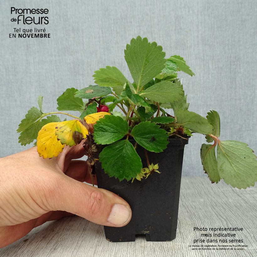 Fragaria Pink Panda 8/9 cm pot sample as delivered in autumn