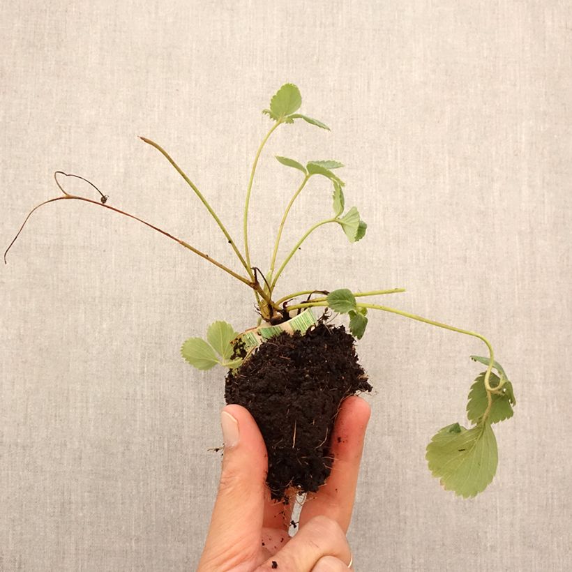 Organic Strawberry Senga Sengana - Fragaria ananassa Root ball 5cm x 7cm sample as delivered in autumn