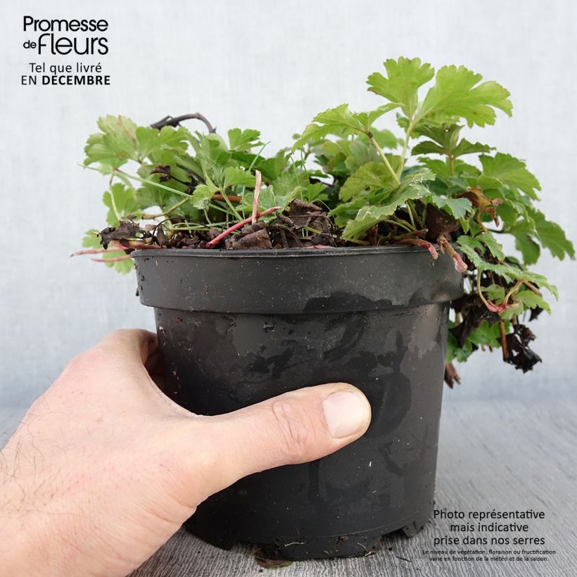 Waldsteinia ternata 2L/3L pot sample as delivered in autumn