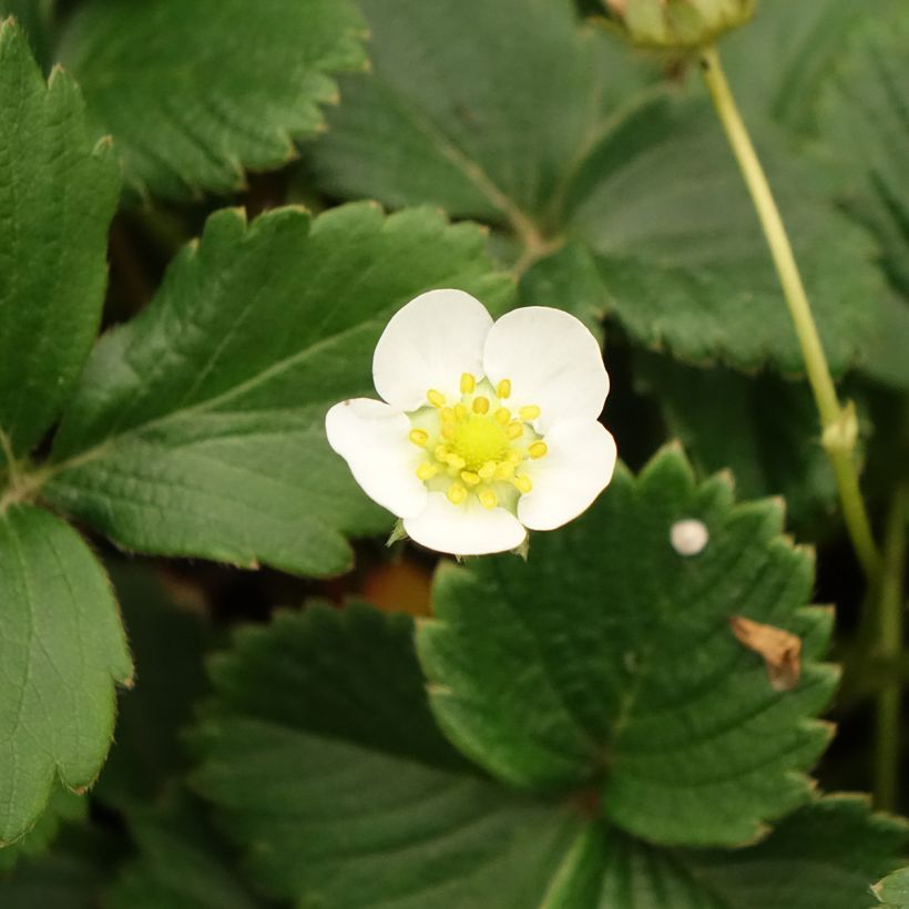 Large-fruited Strawberry Temptation - Fragaria (Flowering)