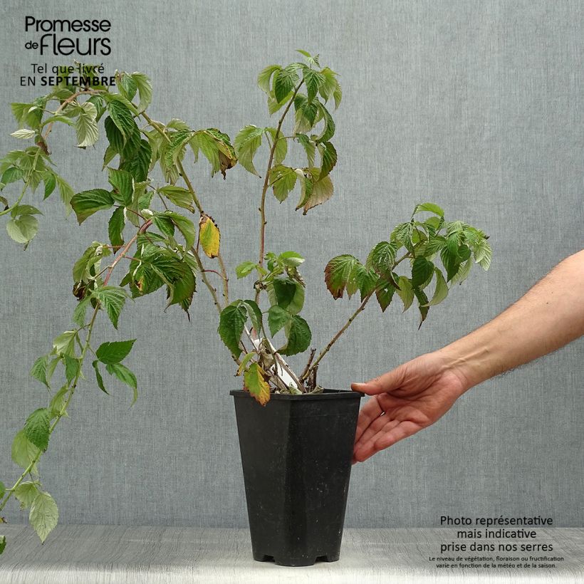 Rubus idaeus Autumn Passion - Raspberry 2L/3L pot, Clump sample as delivered in autumn