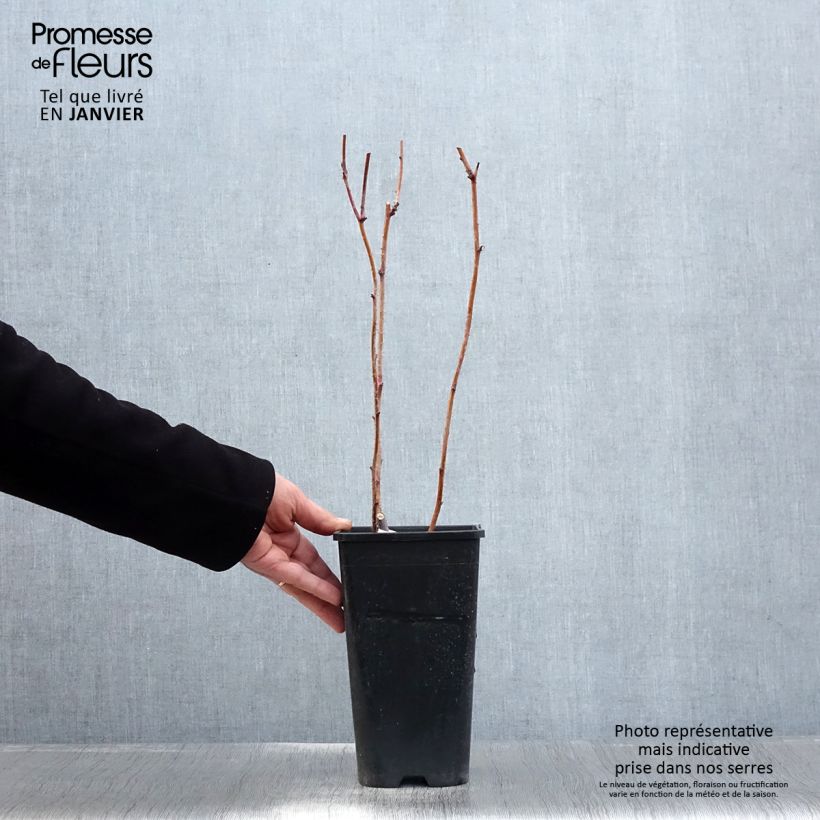 Rubus idaeus Autumn Passion - Raspberry 2L/3L pot, Clump sample as delivered in winter