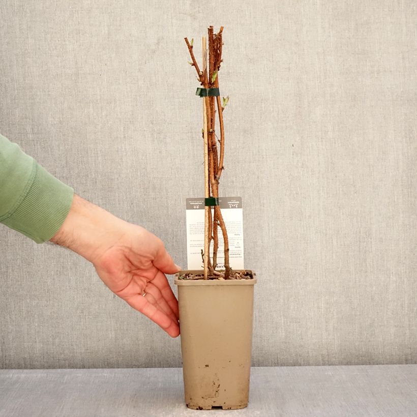 Raspberry Carmen Love - Rubus idaeus 1.5L/2L pot, Clump sample as delivered in winter