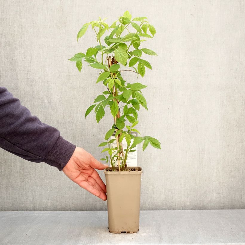Raspberry Carmen Love - Rubus idaeus 1.5L/2L pot, Clump sample as delivered in spring