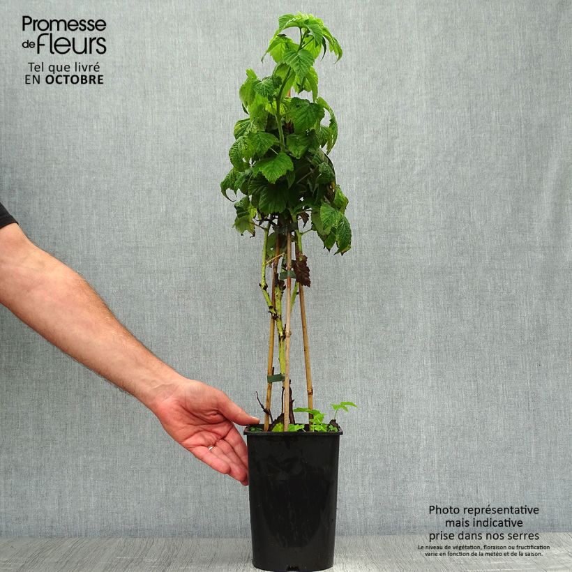 Rubus idaeus Fall Gold - Raspberry 1.5L/2L pot sample as delivered in autumn