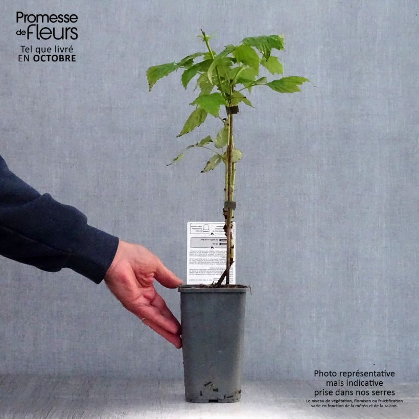 Organic Raspberry Golden Everest- Rubus idaeus 1.5L/2L pot, Clump sample as delivered in autumn