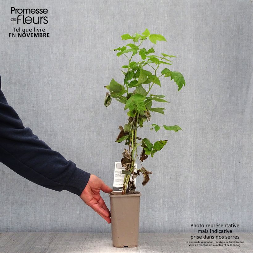 Raspberry Golden Everest- Rubus idaeus 1.5L/2L pot, Clump sample as delivered in autumn