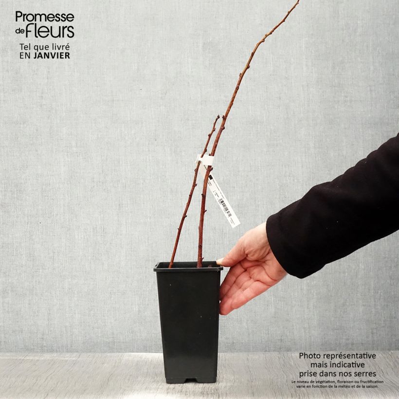 Raspberry Lowberry Goodasgold- Rubus idaeus 1.5L/2L pot, Clump sample as delivered in winter