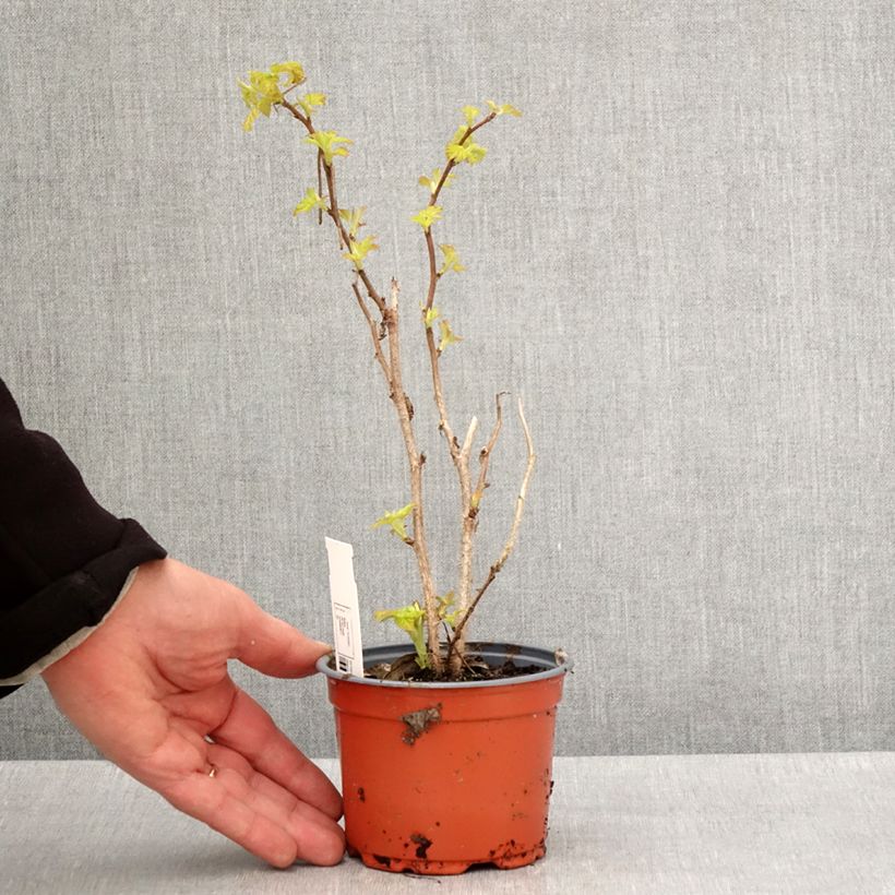 Raspberry Groovy Raspberry - Rubus idaeus 12cm pot, Clump sample as delivered in spring