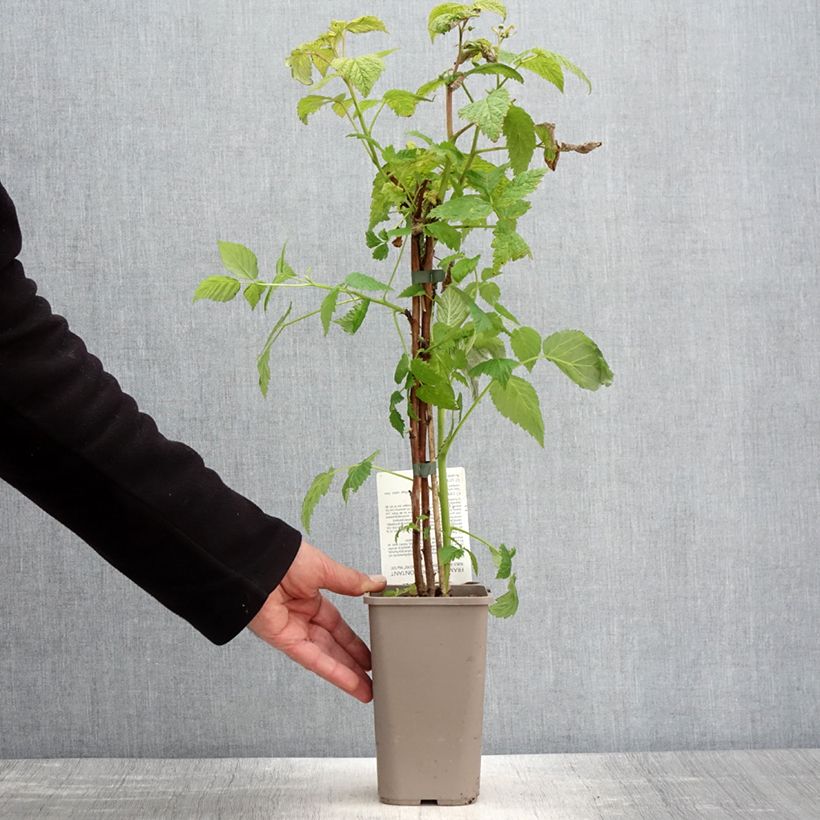 Raspberry Mademoiselle Françoise- Rubus idaeus 1.5L/2L pot, Clump sample as delivered in spring