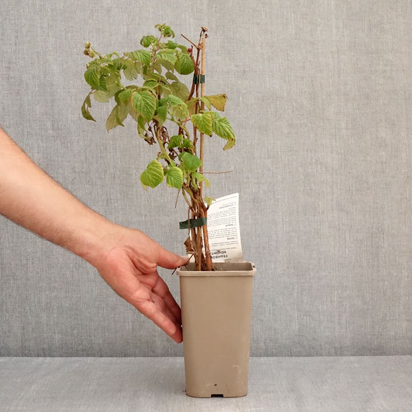 Raspberry Mademoiselle Françoise- Rubus idaeus 1.5L/2L pot, Clump sample as delivered in summer