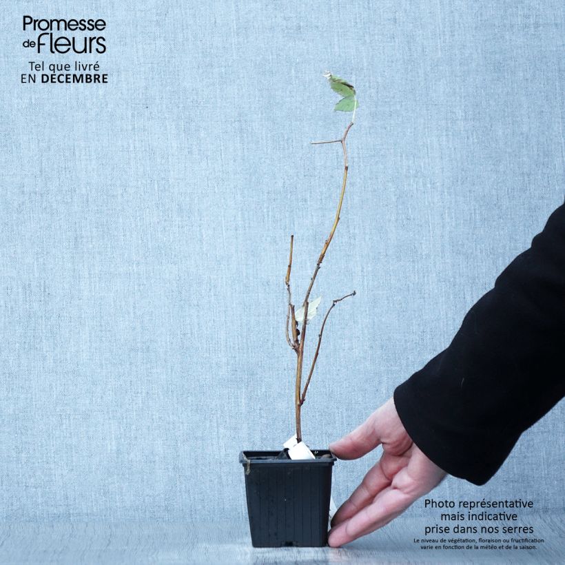 Raspberry Malling Promise- Rubus idaeus 8/9 cm pot sample as delivered in autumn