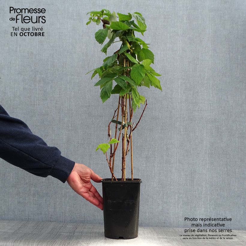 Raspberry Malling Promise- Rubus idaeus 1.5L/2L pot sample as delivered in autumn
