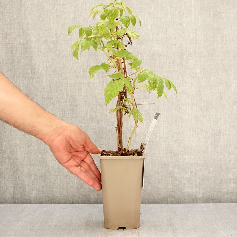 Raspberry Little Sweet Sister- Rubus idaeus 1.5L/2L pot, Clump sample as delivered in summer