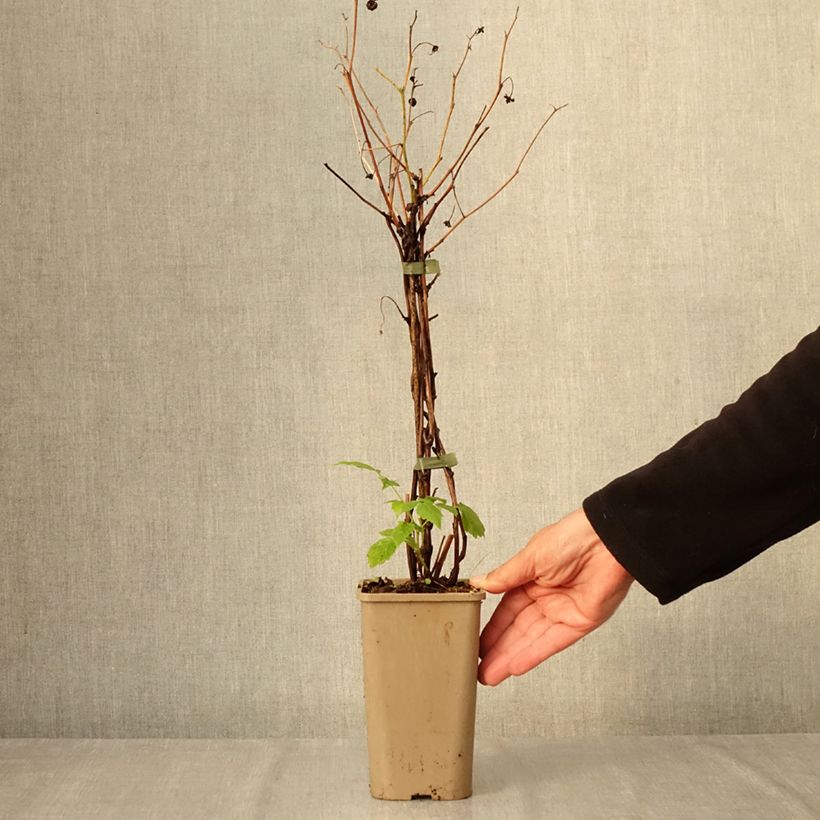 Raspberry Lowberry Little Orangelina- Rubus idaeus 1.5L/2L pot sample as delivered in autumn