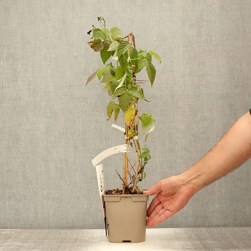 Raspberry Autumn Belle (Everbearing) - Rubus idaeus 2L/3L pot sample as delivered in summer