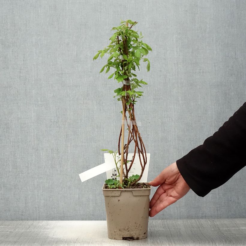 Raspberry Bella Aromatica (Everbearing) - Rubus idaeus 2L/3L pot sample as delivered in spring