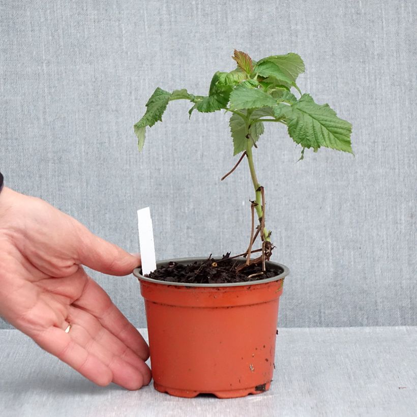 Raspberry Ruby Beauty- Rubus idaeus 8/9 cm pot sample as delivered in autumn