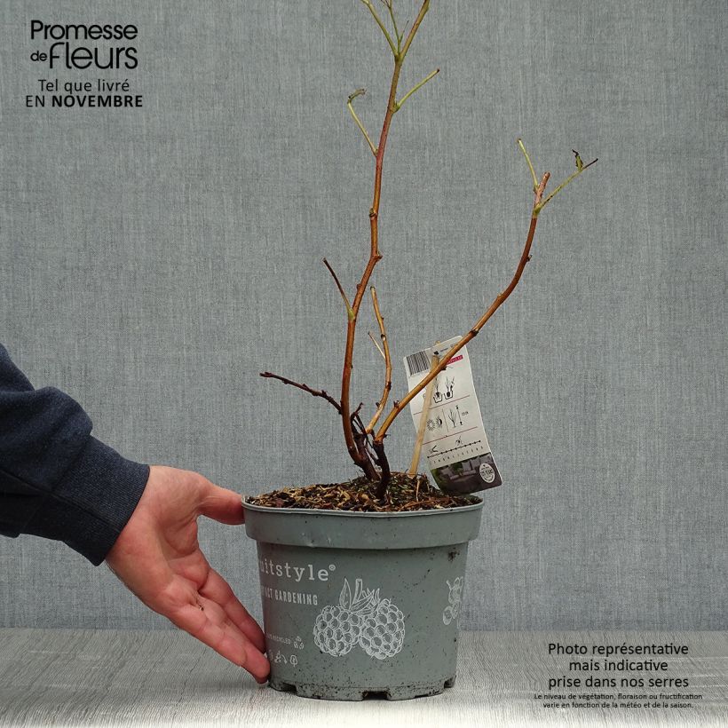 Raspberry Ruby Beauty- Rubus idaeus 1.5L/2L pot, Clump sample as delivered in autumn