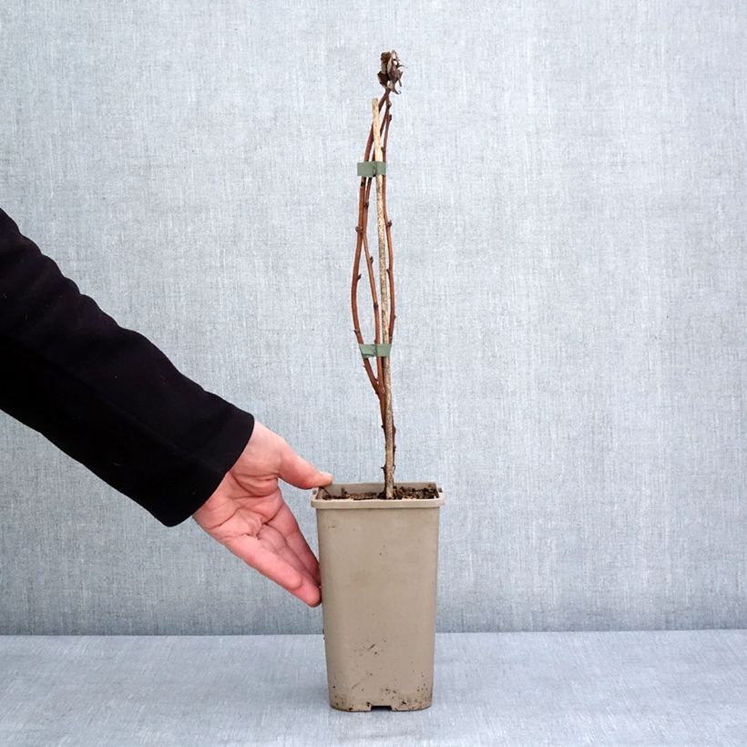 Raspberry Autumn Fleshy - Rubus idaeus 1.5L/2L pot, Clump sample as delivered in winter