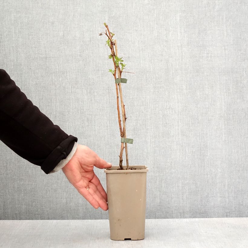 Raspberry Autumn Fleshy - Rubus idaeus 1.5L/2L pot, Clump sample as delivered in spring